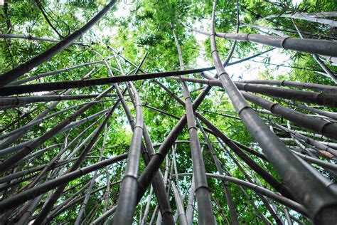 O Bosque de Bambus de Nanning: Uma Imersão Verdejante e Refrescante em um Labirinto Folhosos!