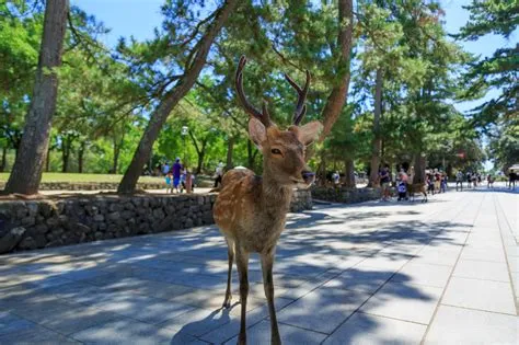 Parque Nara: Um Santuário de Cervos e História Milenar no Coração do Japão!